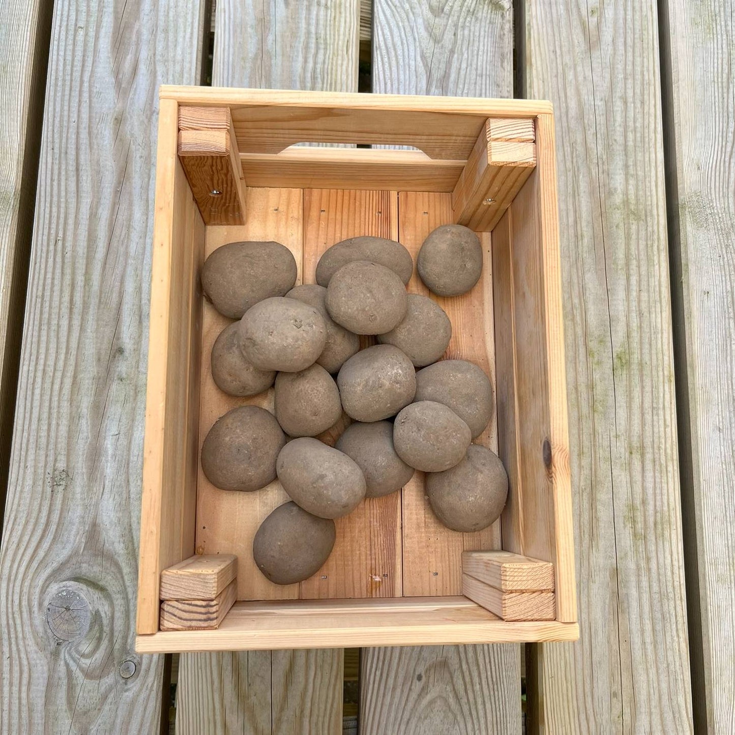 Agria aardappelen 3 kilo (nieuwe oogst)